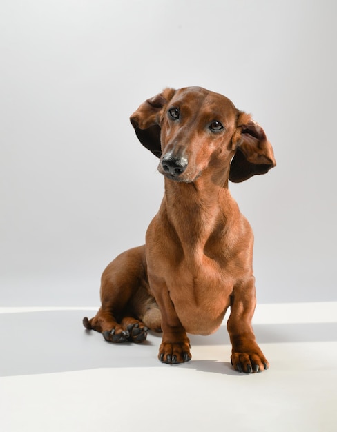 フロッピー耳の茶色の犬が白い表面に座っています。