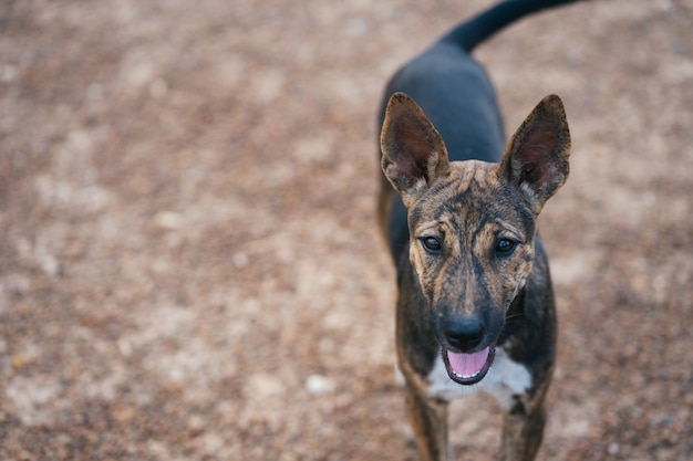 Коричневая собака с узорчатой мордой, стоячими ушами, смотрит прямо или смотрит в камеру.