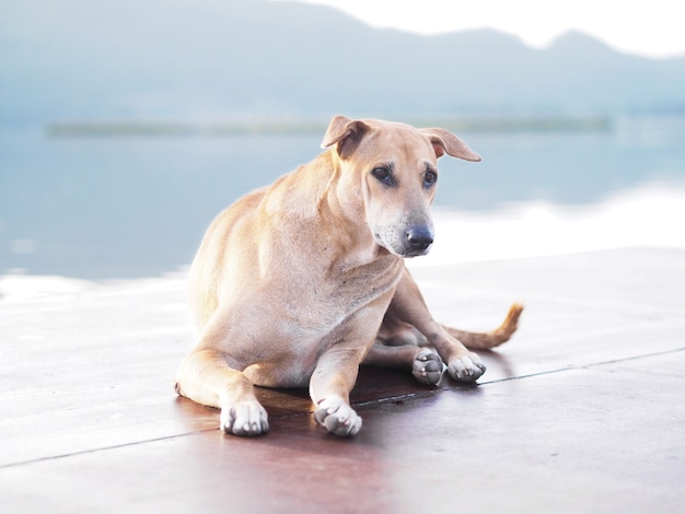 Brown dog with short hair laying down on brown floor