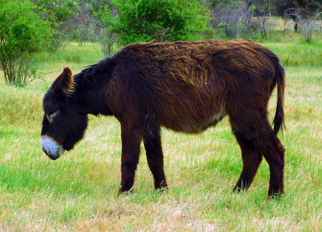 A brown donkey is standing in a field with trees in the background.