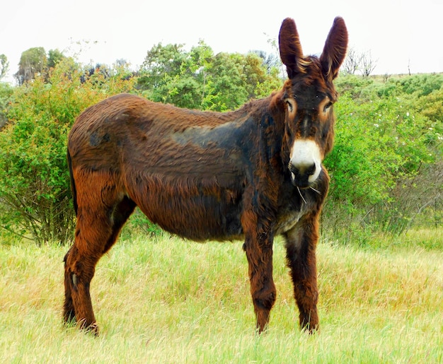 Photo a brown donkey with a white nose and a brown nose is standing in a field.