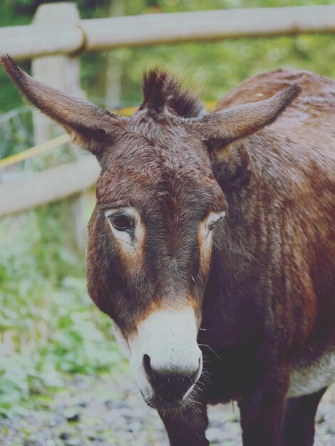 Photo brown donkey