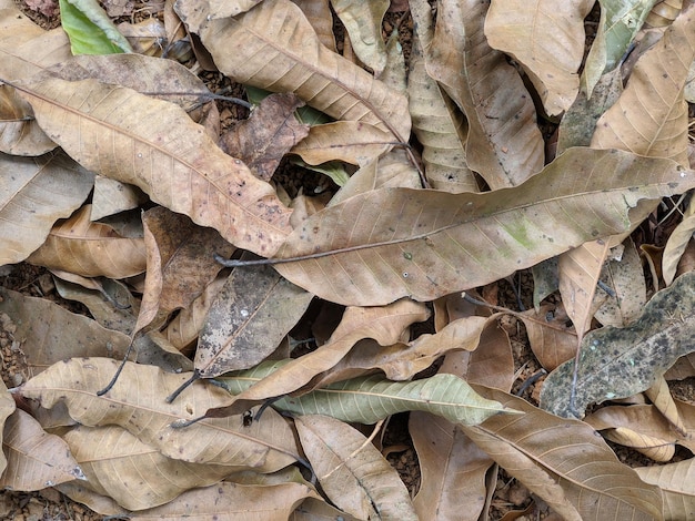 Brown dried leaves on the ground