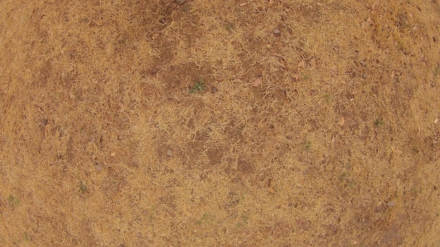 Brown dry grass texture background