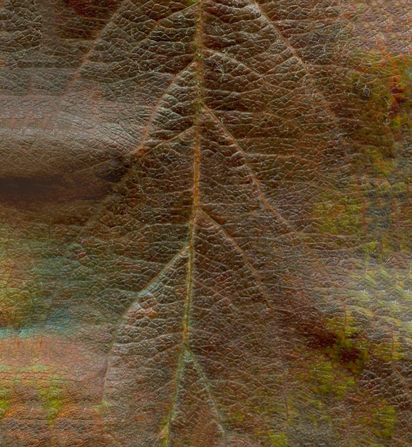 茶色の乾燥葉の背景