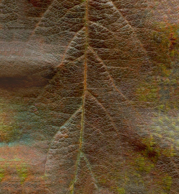 Brown dry leaf background