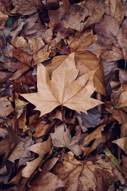 brown dry leaf on the ground in winter season