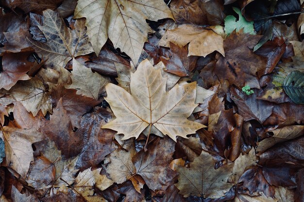 brown dry leaf on the ground in winter season