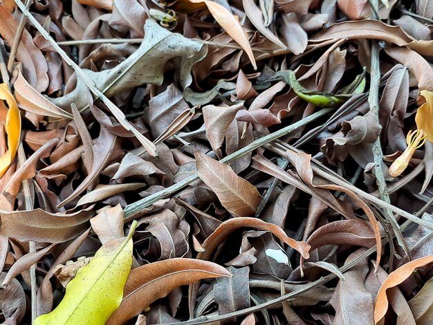 Brown dry leaf texture suitable for brochure flyer website background