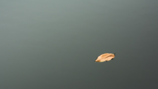 Brown dry leaf on the water