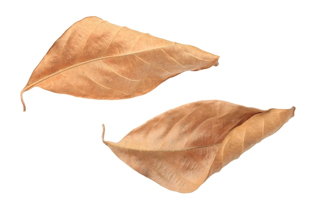 Collection of dried leaves isolated on transparent background. ai