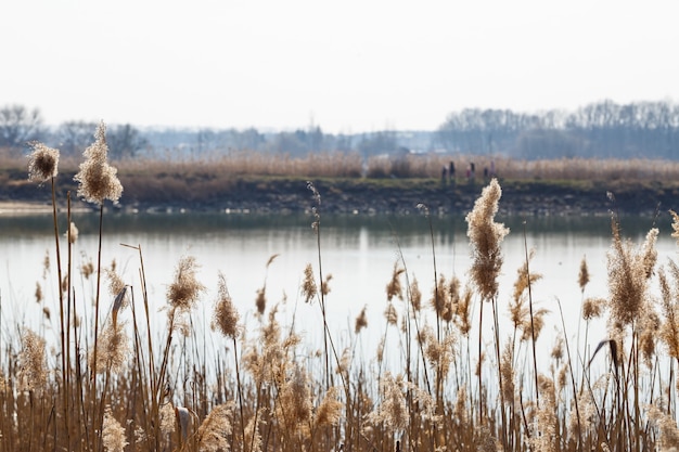 Brown dry reeds on the background of the lake. The beginning of spring