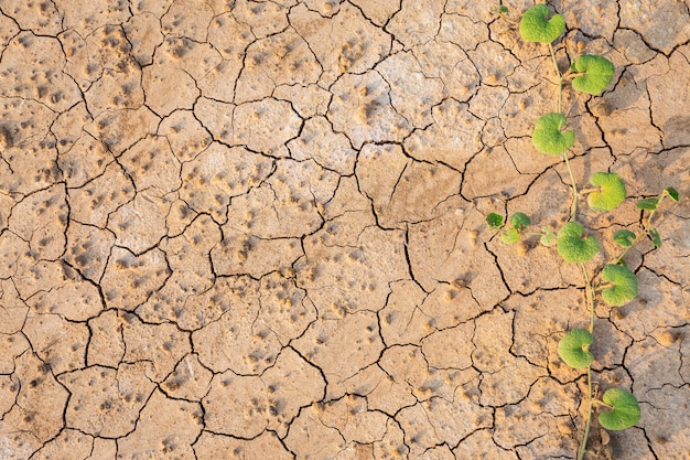 Brown dry soil or cracked ground texture background.