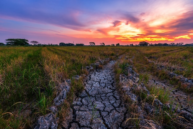 Brown dry soil or cracked ground texture with green cornfield