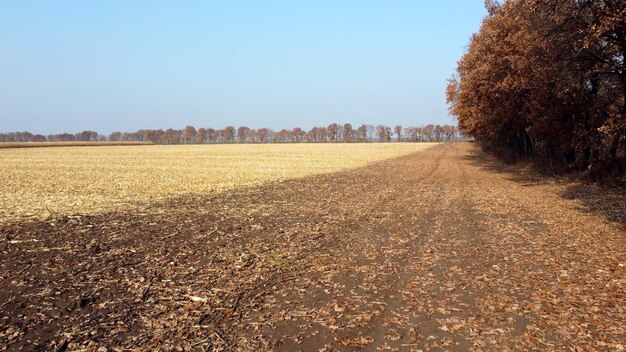 Brown dry tree leaves fall on yellow field after harvest on a sunny autumn day