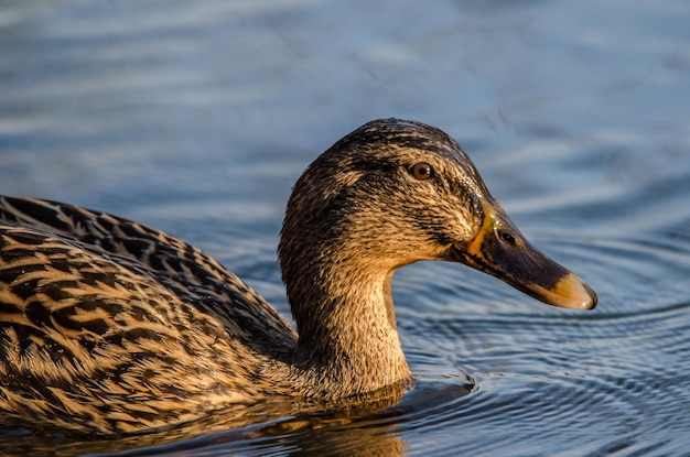 Brown duck in the creek