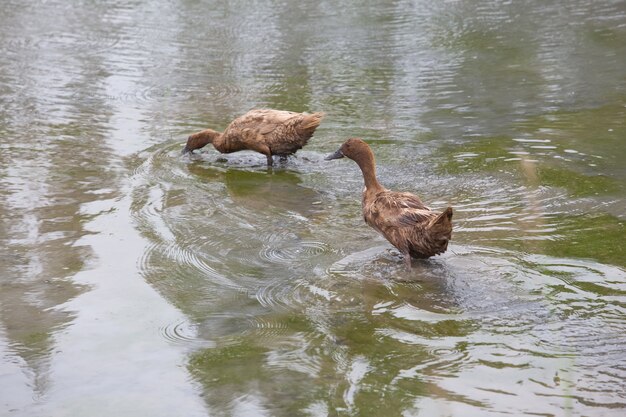 Photo brown duck feeding the middle of the field.