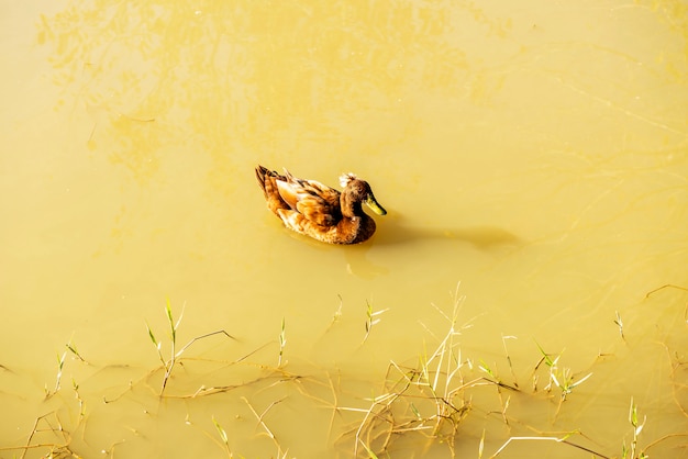 Brown duck floating on pond in a natural environment, daylight