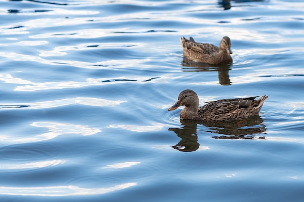 Brown duck is swimming on the blue water of lake