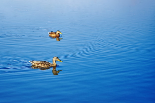 Brown duck is swimming on the blue water of lake