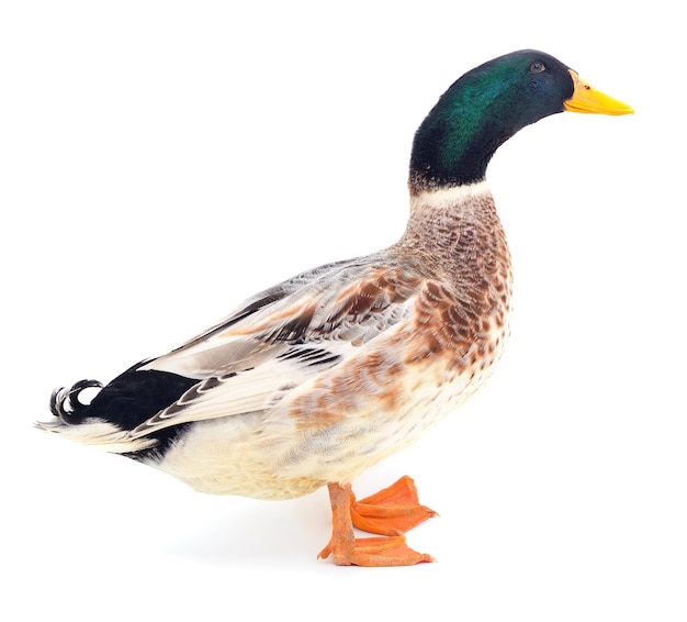 Brown duck on white