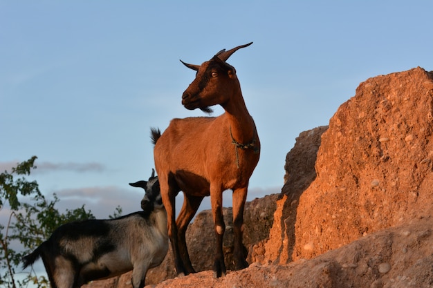 Brown dwarf goats