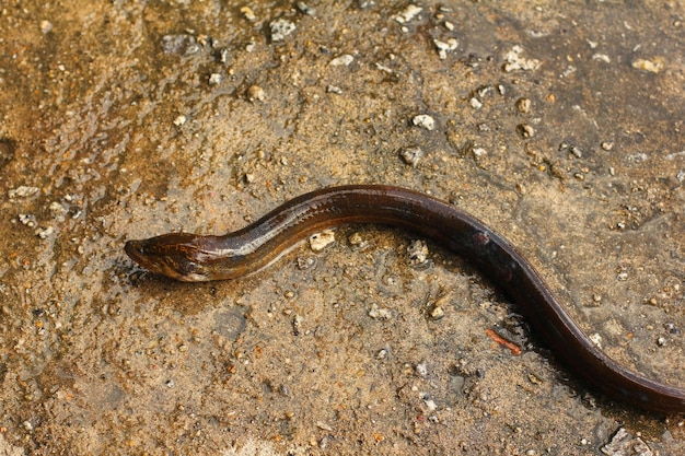 A brown eel is in the water with the letter e on it