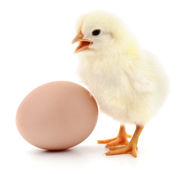 Brown egg and chicken isolated isolated