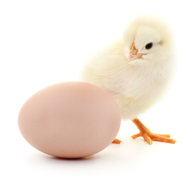 Brown egg and chicken isolated on a white background