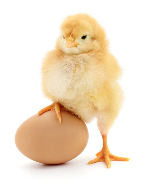 Brown egg and chicken isolated on a white background