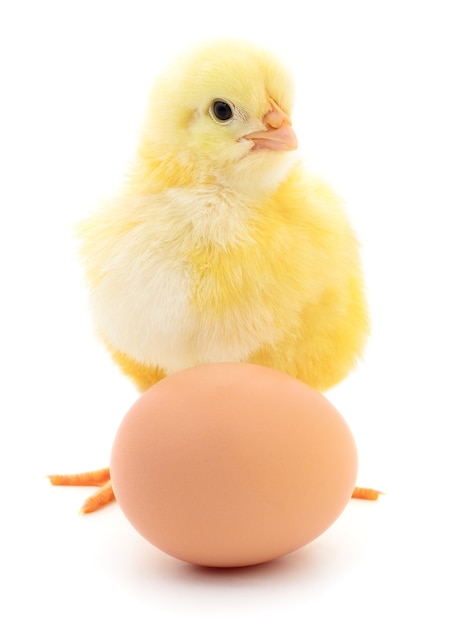 Brown egg and chicken isolated on a white background