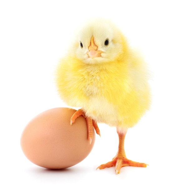 Brown egg and chicken isolated on a white background