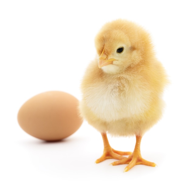 Brown egg and chicken isolated on a white