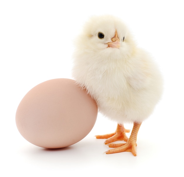 Brown egg and chicken isolated on white