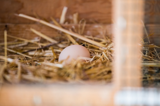 Brown egg in a nest