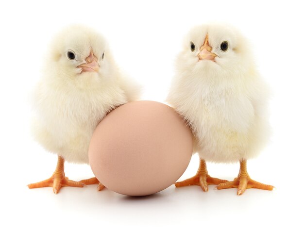 Brown egg and two chickens isolated on white background