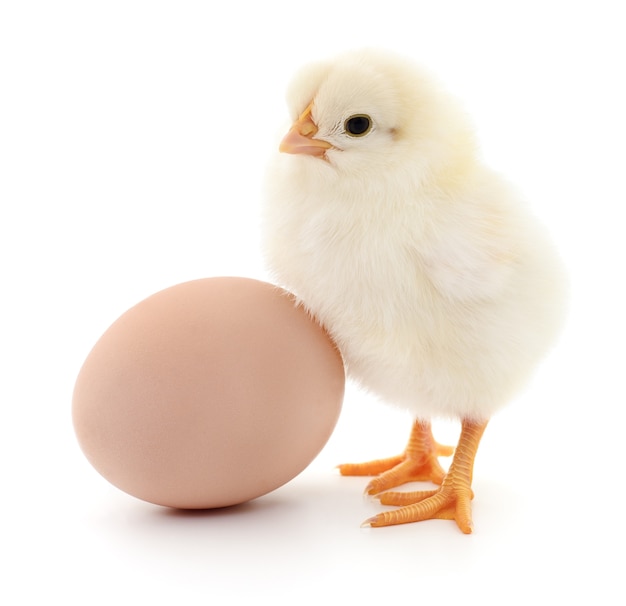 Brown egg and two chickens isolated on white background