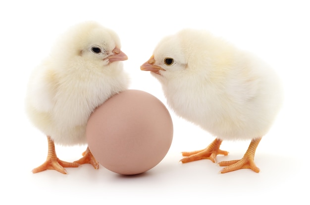 Brown egg and two chickens isolated