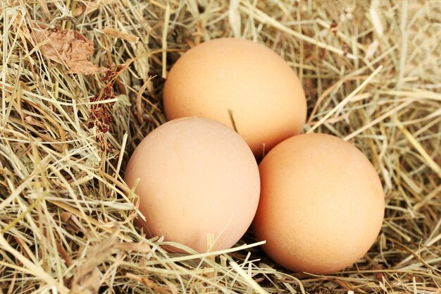 Photo brown eggs in a nest of hay on white background closeup