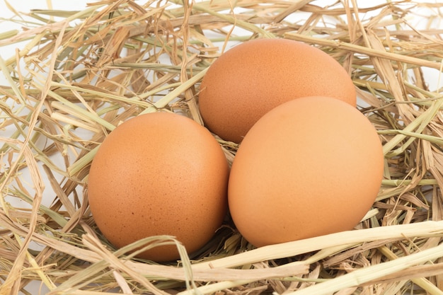 Brown eggs in a nest isolated on a white background