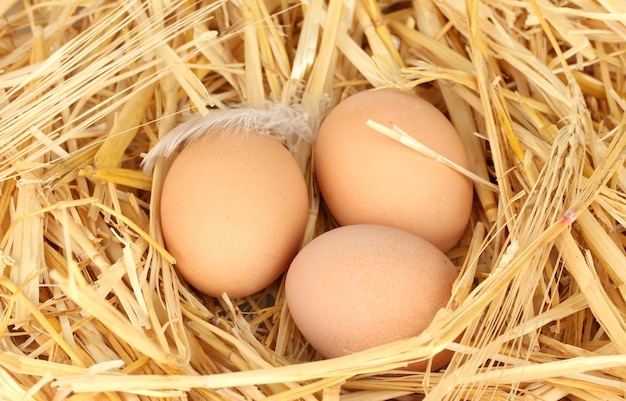 Photo brown eggs in a nest of straw closeup