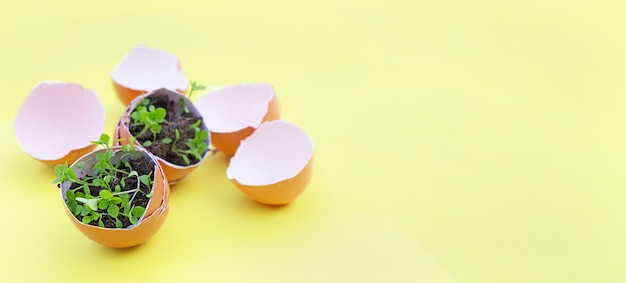 Foto guscio d'uovo marrone con piante all'interno del guscio d'uovo