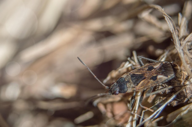 Brown elm bug in macro Insect with red eyes  and black dots on body Closeup photo with blurred background