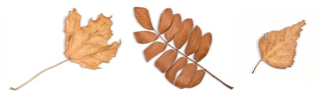 Photo brown fall leaves isolated on white background with clipping path