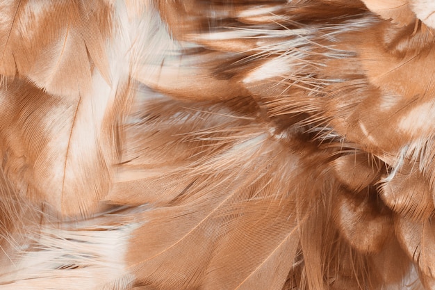 Brown feather texture background