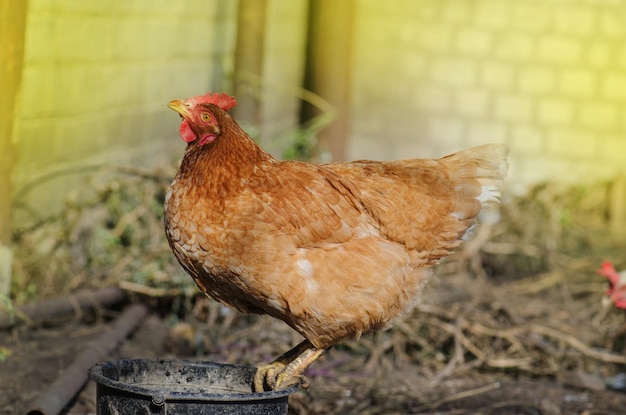 Brown female eggs hen Orange chicken hen