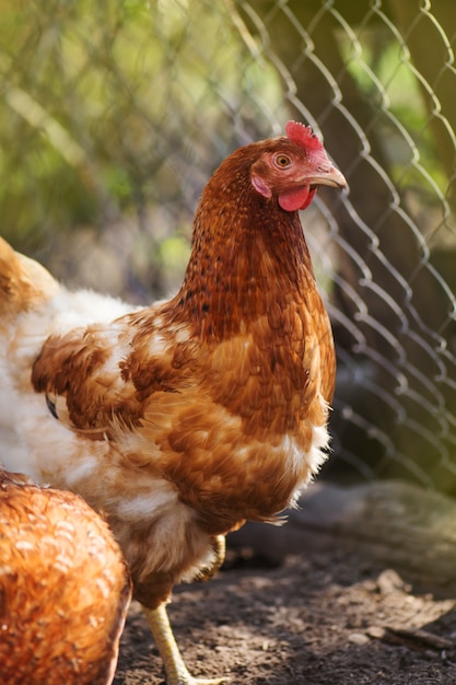 Brown female eggs hen. Orange chicken hen