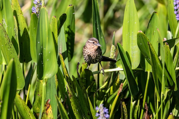 Brown female red-wing blackbird agelaius phoeniceus perches on the tall reeds and grass in a pond