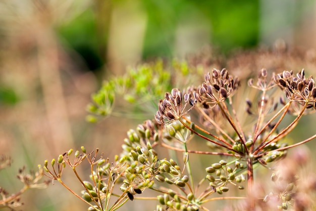 Brown  fennel