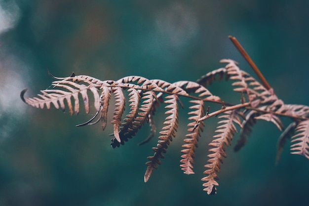 Brown fern leaf 